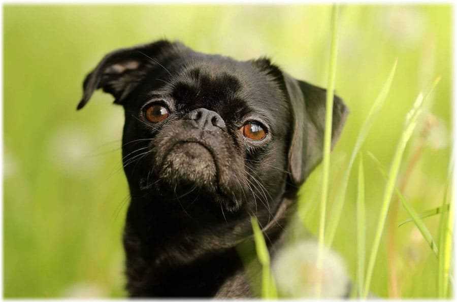 Фото птицы Брабансон: особенности, приметы и описание Фото птицы Брабансон: особенности, приметы и описание