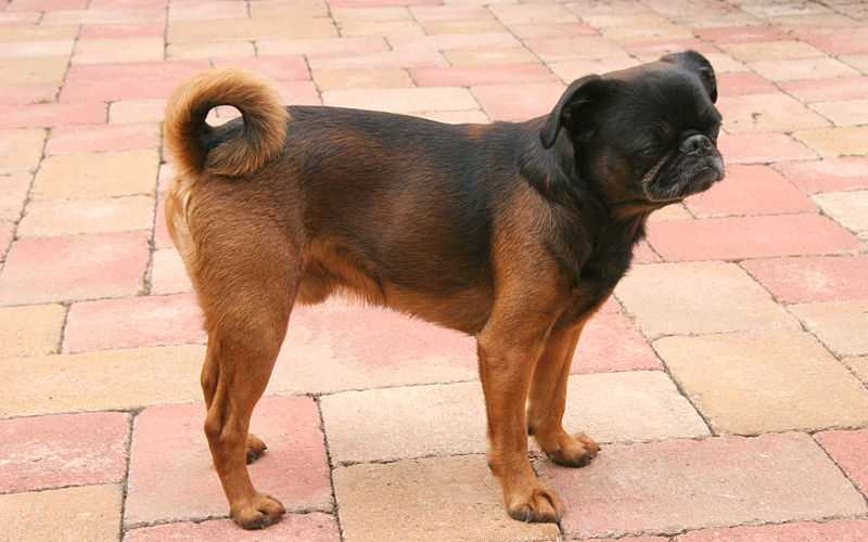 Внешний вид Брабансона