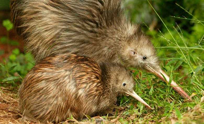 Фото птицы киви: как выглядит и где встречается Фото птицы киви: как выглядит и где встречается