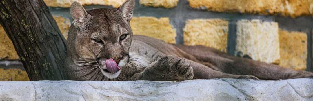 Фото пумы: изучаем внешний вид животного и его поведение Фото пумы: изучаем внешний вид животного и его поведение