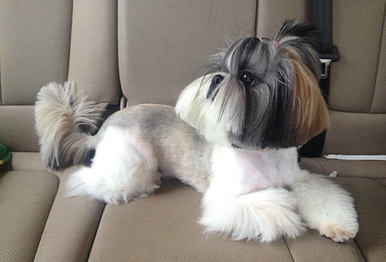 Внешний вид ши тцу