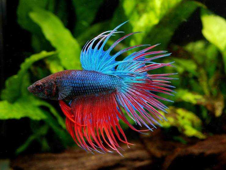 Описание рыбы петушок