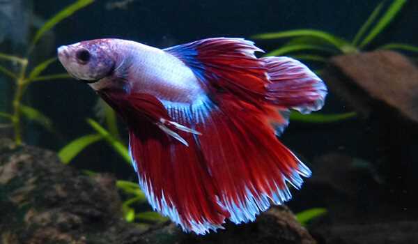 Красочные фото рыбы петушок