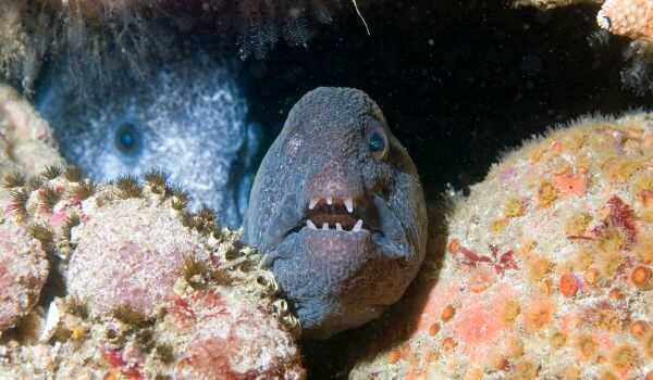 Фото рыбы зубатки: описание, особенности, места обитания