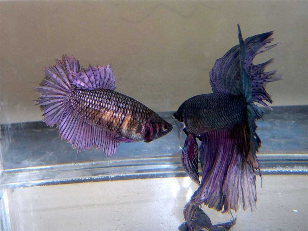 История происхождения