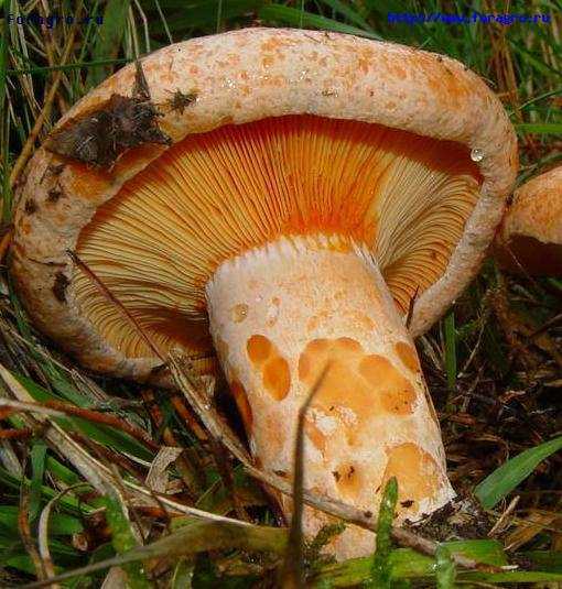 Как готовить рыжики?