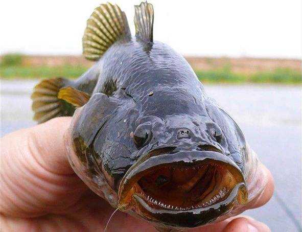 Фото ротана: как выглядит рыба и где ее можно встретить в природе