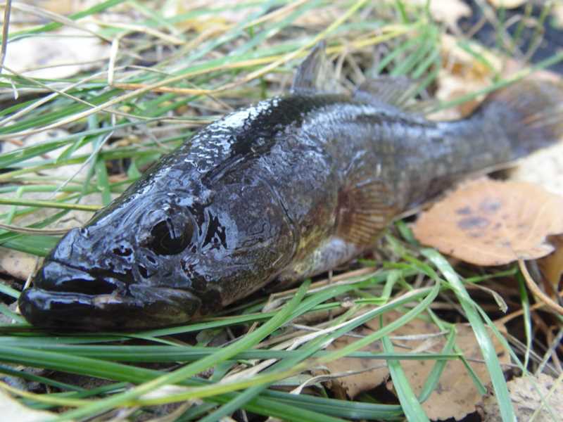 Внешний вид ротана