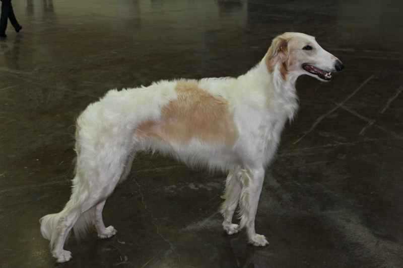 Фото русской борзой: красивые снимки породы и особенности выращивания Фото русской борзой: красивые снимки породы и особенности выращивания