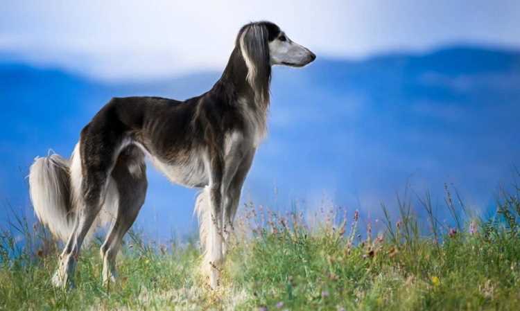Интересные факты о русской борзой