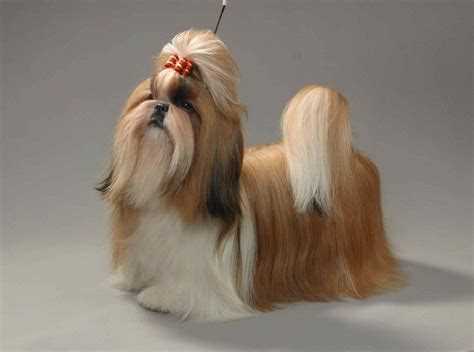 Фото ши тцу. Как снять красивые фотографии своего питомца?