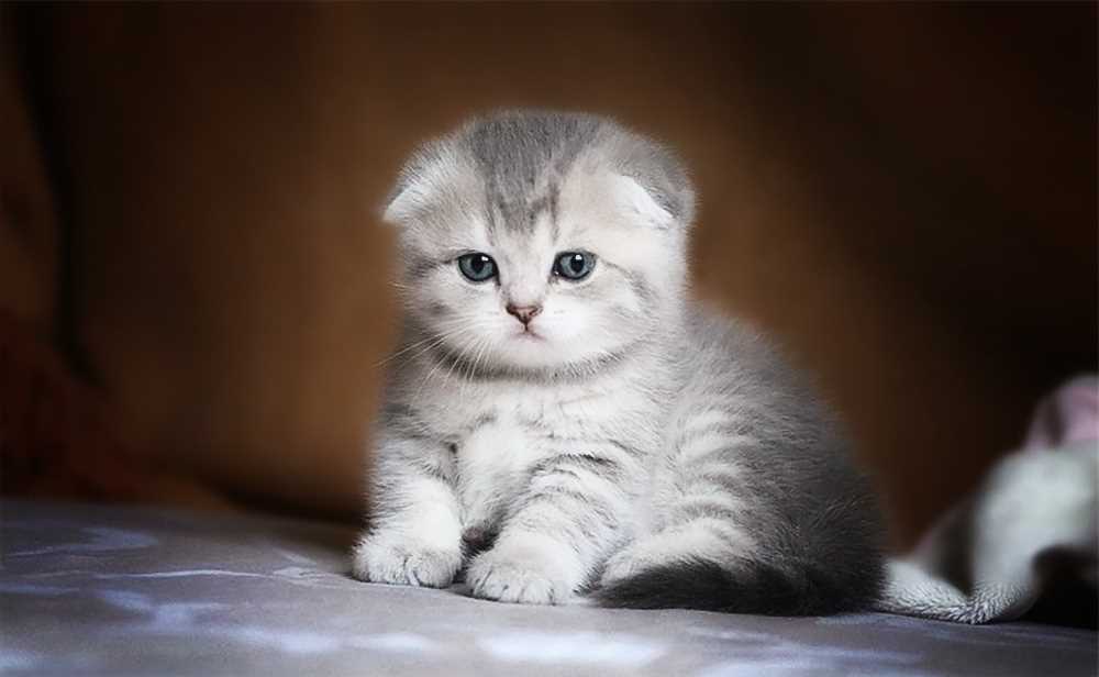 Шотландский вислоухий кот: порода