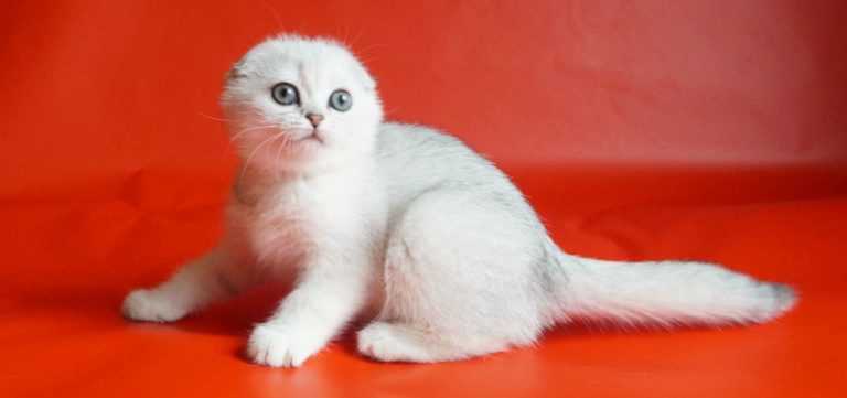 Фото шотландского вислоухого кота: изображения котят и взрослых питомцев Фото шотландского вислоухого кота: изображения котят и взрослых питомцев