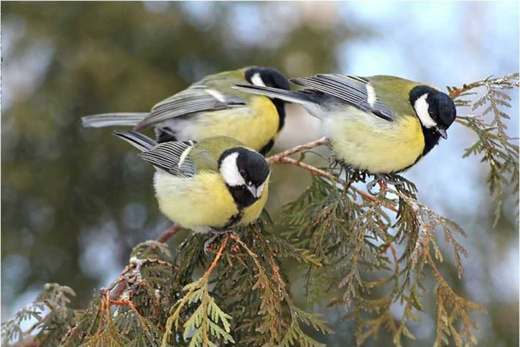 Внешний вид