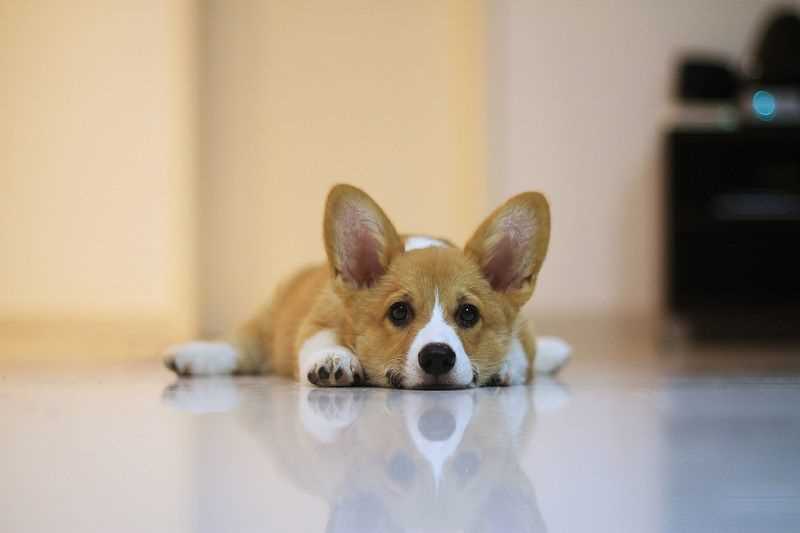 Происхождение