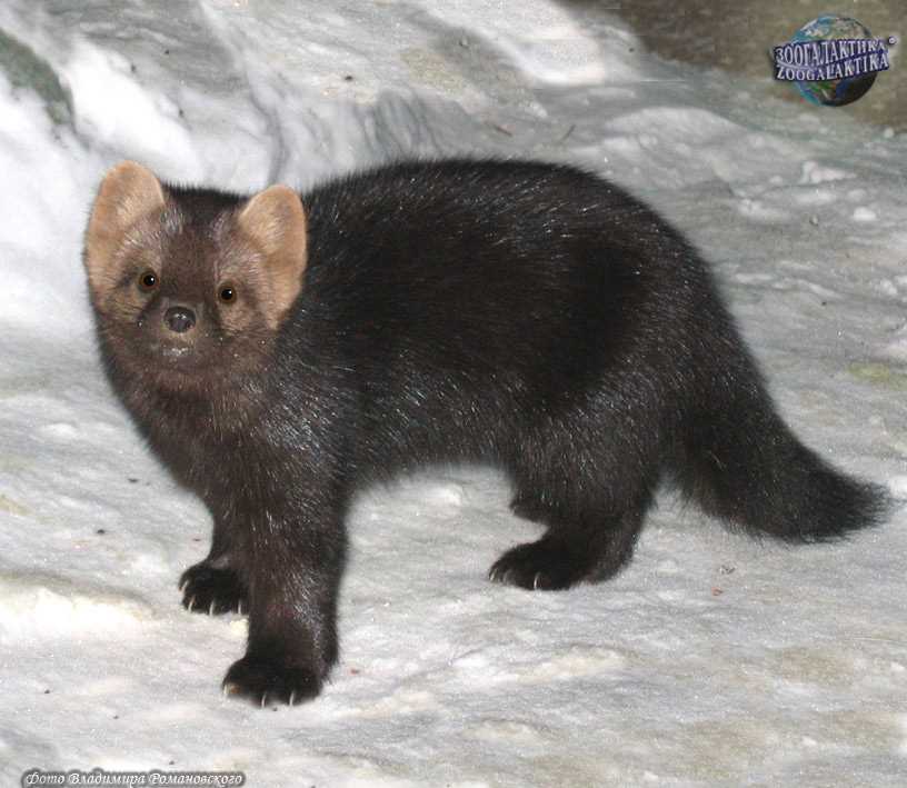 Виды соболей