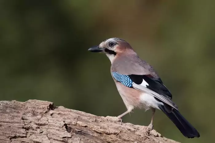 Фото сойки: красивые изображения и интересные факты о птице
