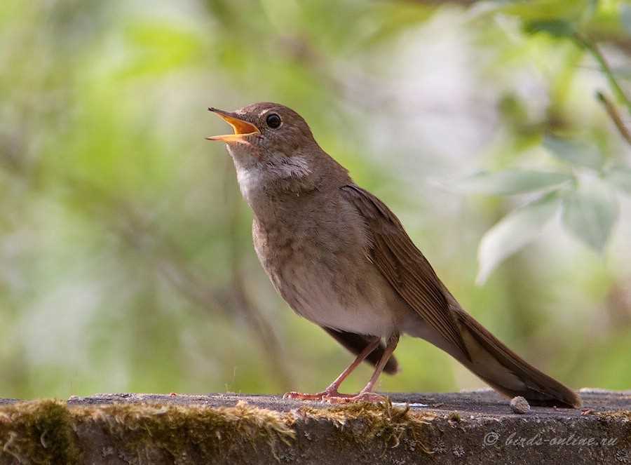 Фото соловья: красота птицы в объективе