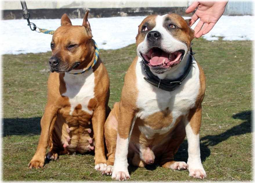 Фото стаффордширского терьера: настоящий друг, защитник и охранник