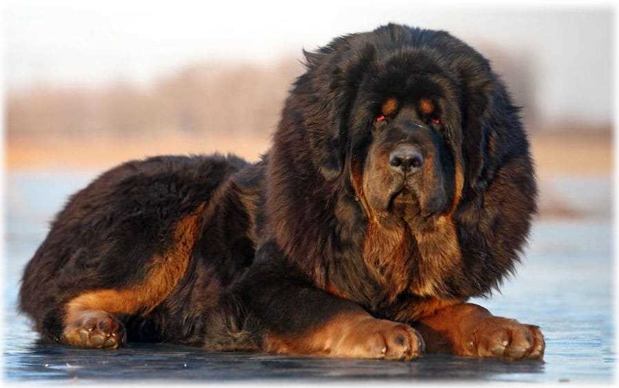 Компания и взаимодействие с другими животными