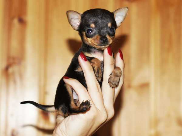 Подбор щенка