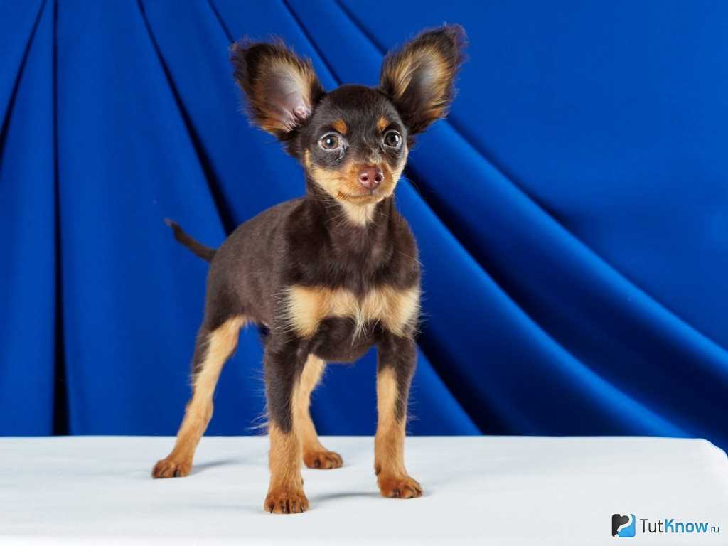 Фото той терьеров миниатюрных: познакомьтесь с милейшими представителями породы Фото той терьеров миниатюрных: познакомьтесь с милейшими представителями породы