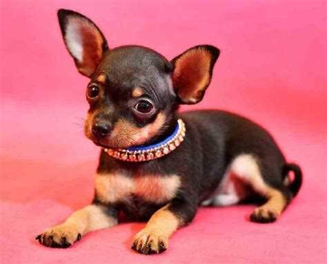 Щенки той терьеров миниатюрных