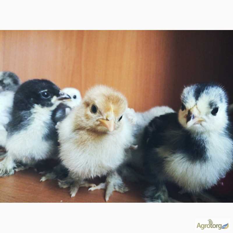 Характеристики породы: