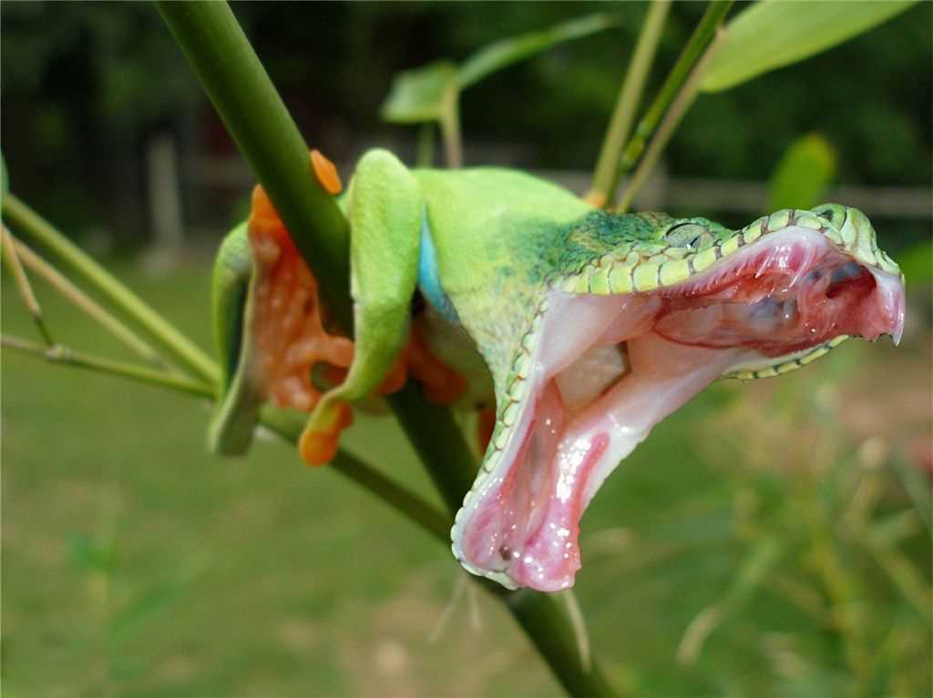 Что делать с пойманным тунцом?