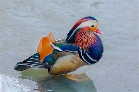 Фото утки мандаринки: самые яркие и красочные изображения Фото утки мандаринки: самые яркие и красочные изображения