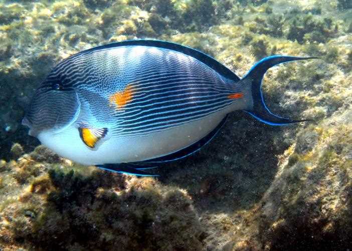 Хирург желтый