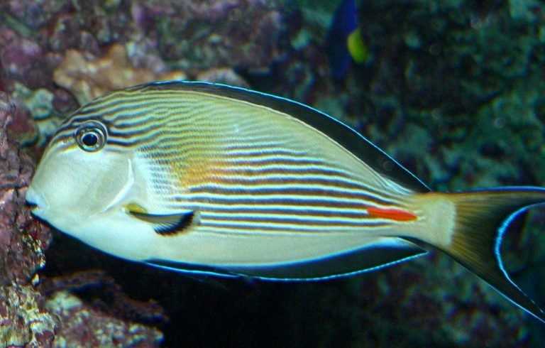 Хирурги и их взаимодействие в морской среде