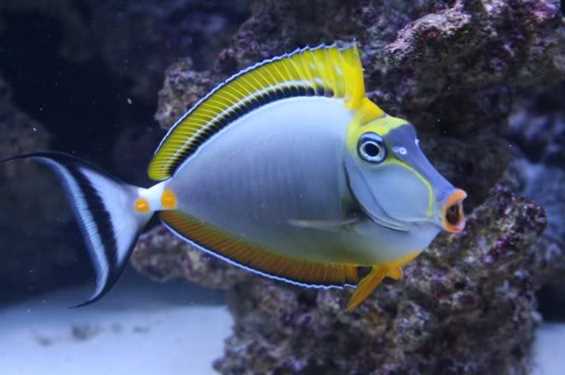 Фото хирурга - красивой рыбы, которая впечатляет своей внешностью Фото хирурга - красивой рыбы, которая впечатляет своей внешностью