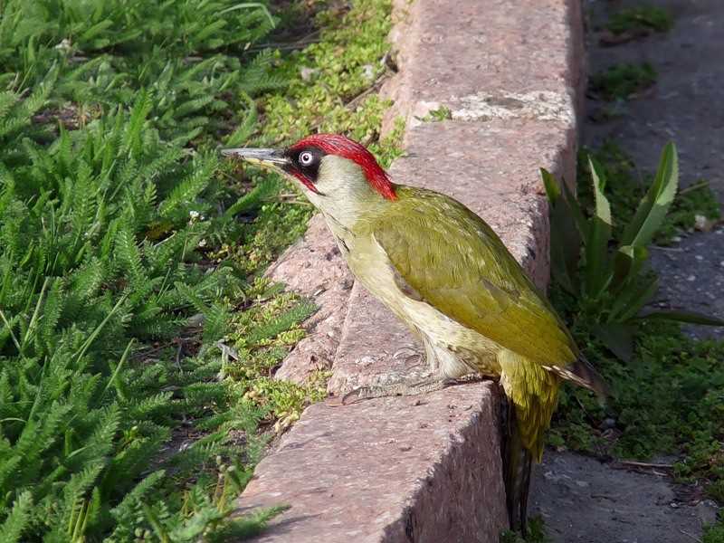 Шумные звуки зеленого дятла, которые можно услышать издалека