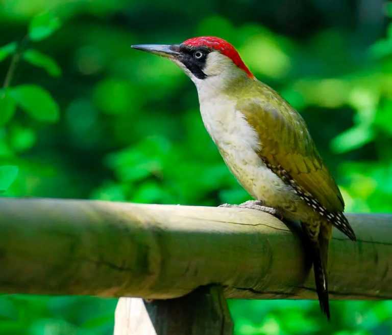 Фото зеленого дятла: как узнать и где найти этого птицу на природе Фото зеленого дятла: как узнать и где найти этого птицу на природе