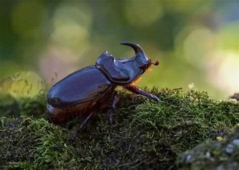 Фото жука-носорога: красивые и удивительные виды Фото жука-носорога: красивые и удивительные виды