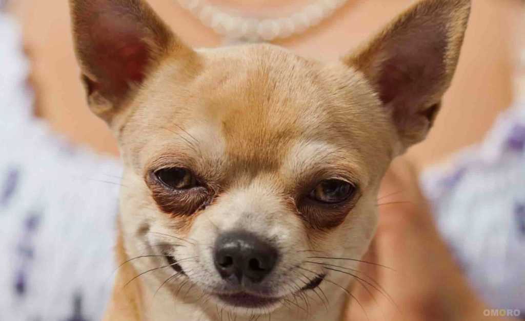 Фотографии чихуа хуа в XIX-XX веках