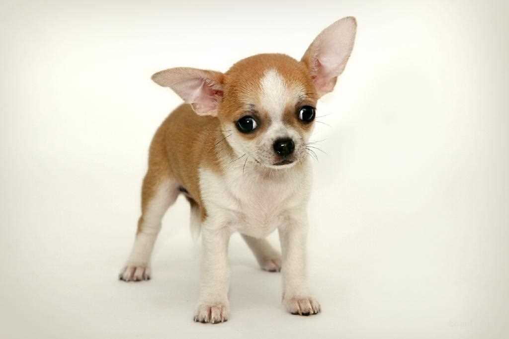 Фотографии чихуа хуа: самые милые, интересные и забавные изображения