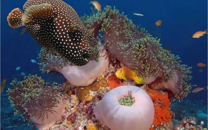 Фотографии Красного моря: красоты, тайны и удивительное многообразие