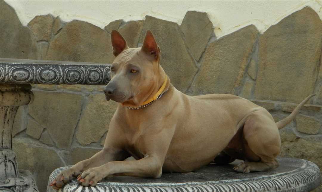 Происхождение