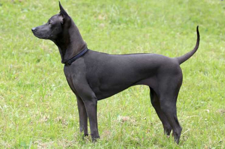 Внешний вид