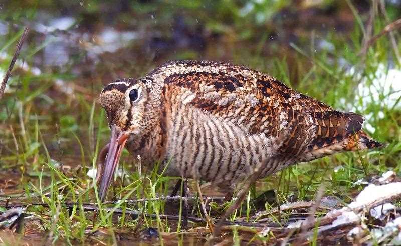 Инструменты и техники фотографирования вальдшнепа
