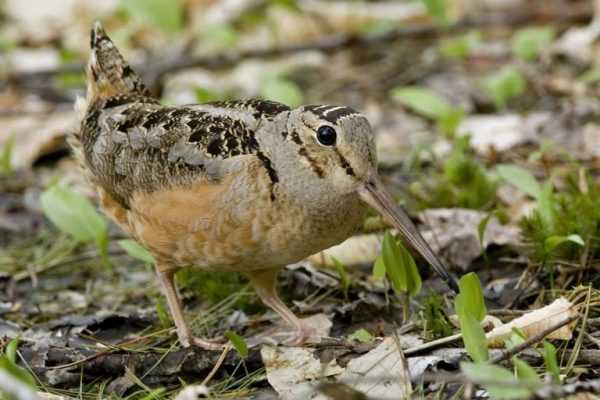 Фотографии вальдшнепа - птицы, обитающей в болотистых местностях Фотографии вальдшнепа - птицы, обитающей в болотистых местностях
