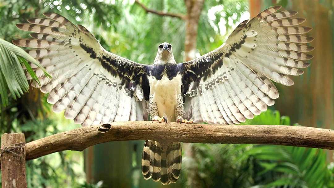 Описание и фото гарпии