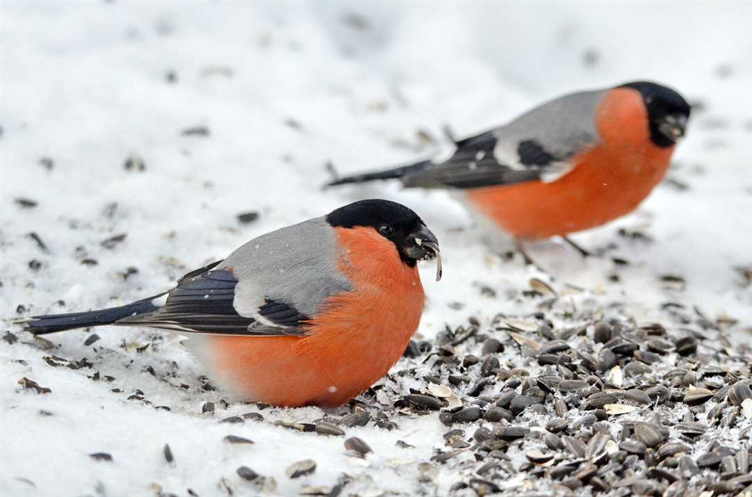 Где летом снегири