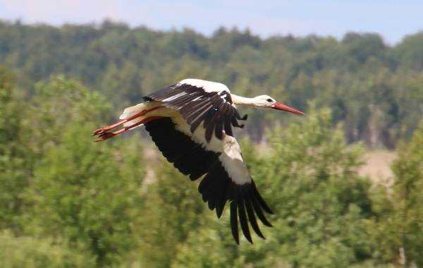 Пищевые предпочтения