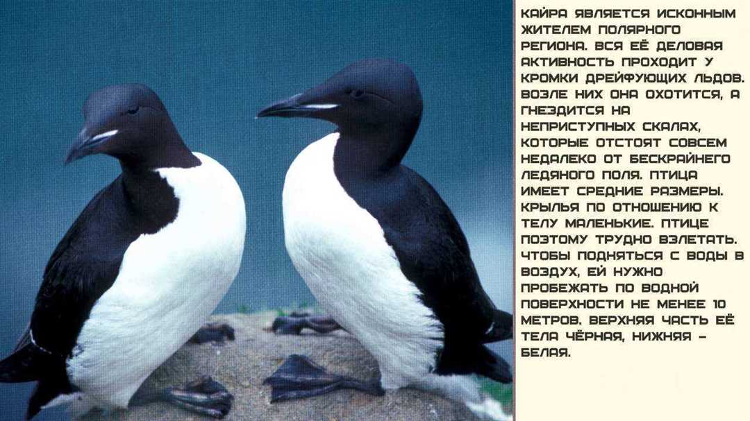 Выглядит и обитает кайра в Арктике