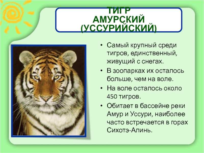 Тигр на каком материке обитает: карта и фото бенгальского тигра