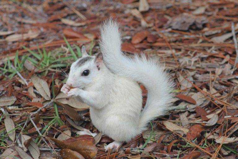 Где обитают белки: Найдите современные места их проживания Где обитают белки: Найдите современные места их проживания