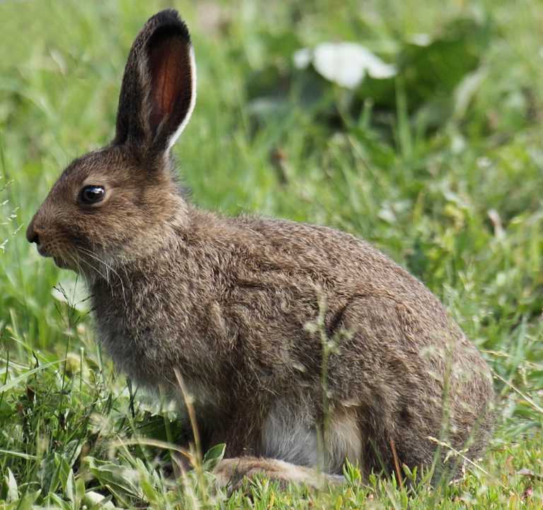 Где именно обитают лесные зайцы